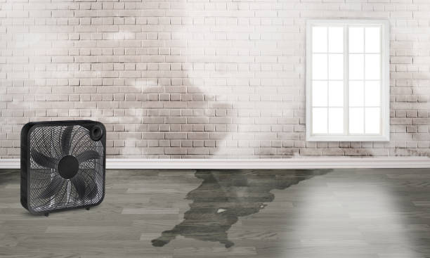 Best Mold removal after water damage  in Sawyerwood, OH